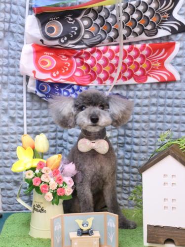 20230520タルトくん